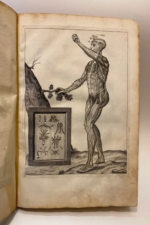 Myographia nova sive musculorum omnium (in corpore humano hactenus repertorum)…