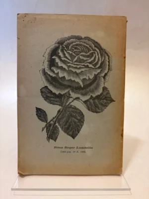 Le Rose.