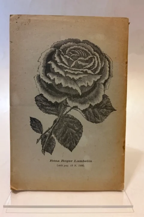 Le Rose.