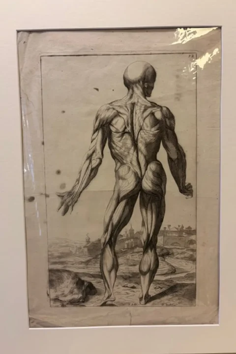 De humani Corporis Fabrica.