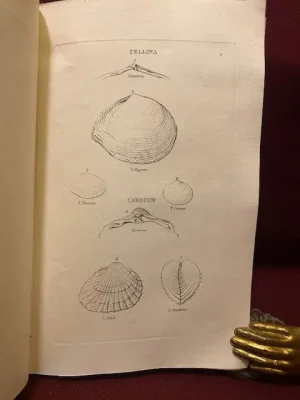 Elementi di conchiologia linneana illustrati da XXVIII tavole in rame dal signor E.I. Burrows A.M. …opera volgarizzata sulla seconda edizione inglese dal nobile signor marchese Francesco Baldassini da Pesaro coll’aggiunta di copiose ed erudite note…