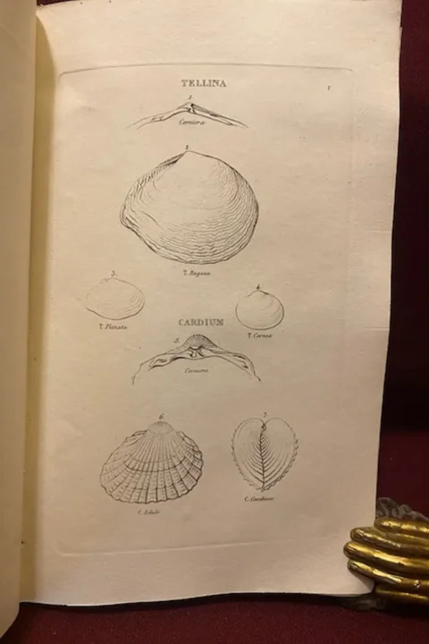Elementi di conchiologia linneana illustrati da XXVIII tavole in rame dal signor E.I. Burrows A.M. …opera volgarizzata sulla seconda edizione inglese dal nobile signor marchese Francesco Baldassini da Pesaro coll’aggiunta di copiose ed erudite note…
